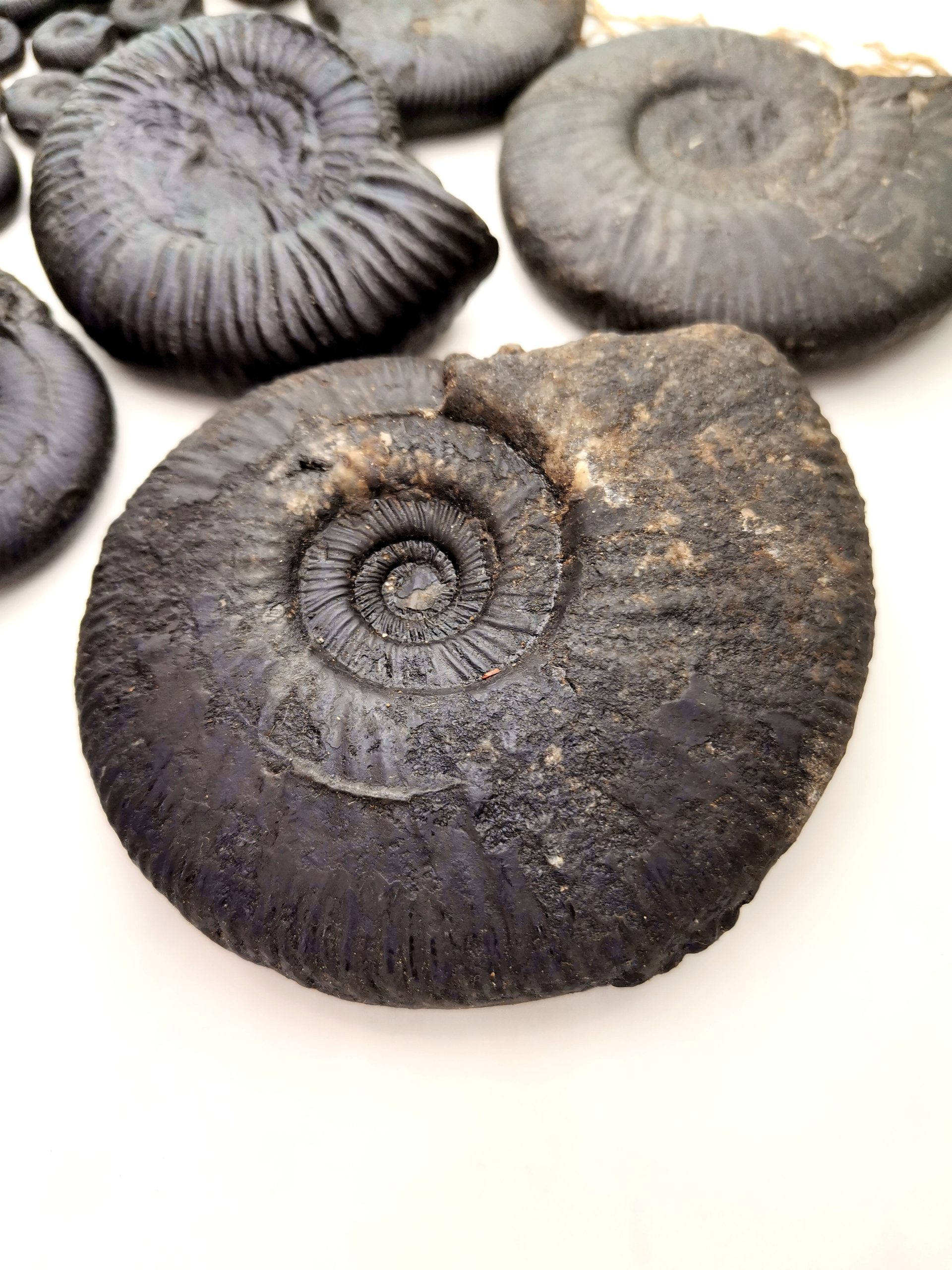 ammonite mexican minerals